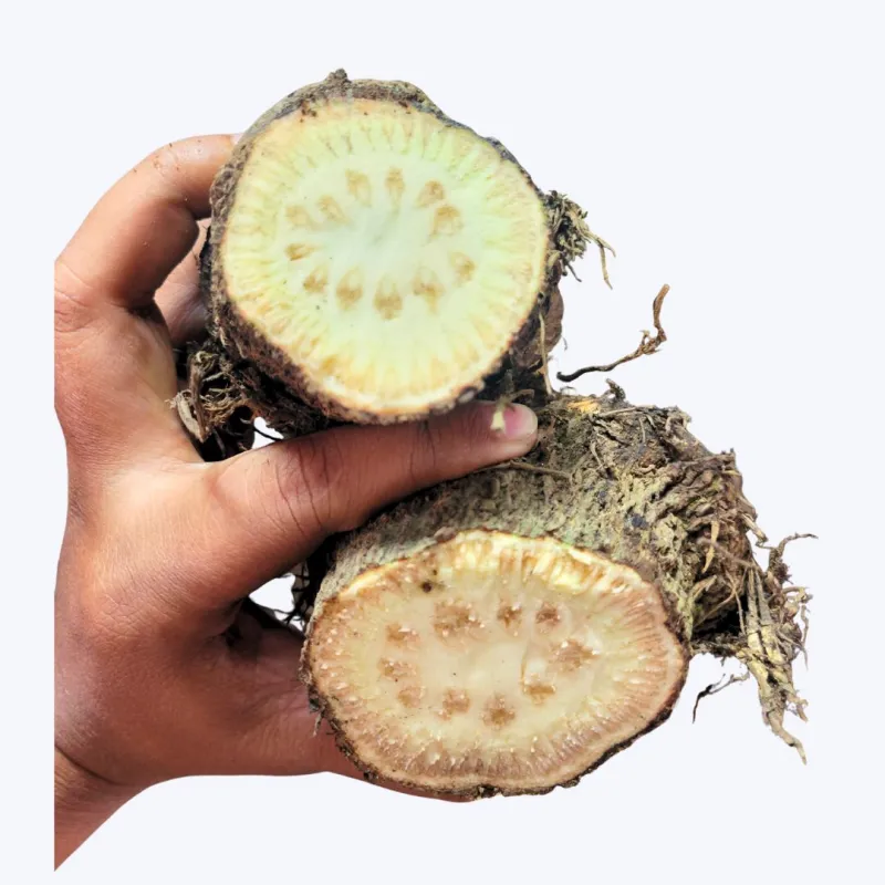 এটো চুইঝাল - প্রিমিয়াম কোয়ালিটি (Premium Quality